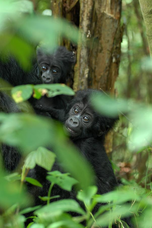 Nkuringo Bwindi Gorilla Lodge Esterno foto